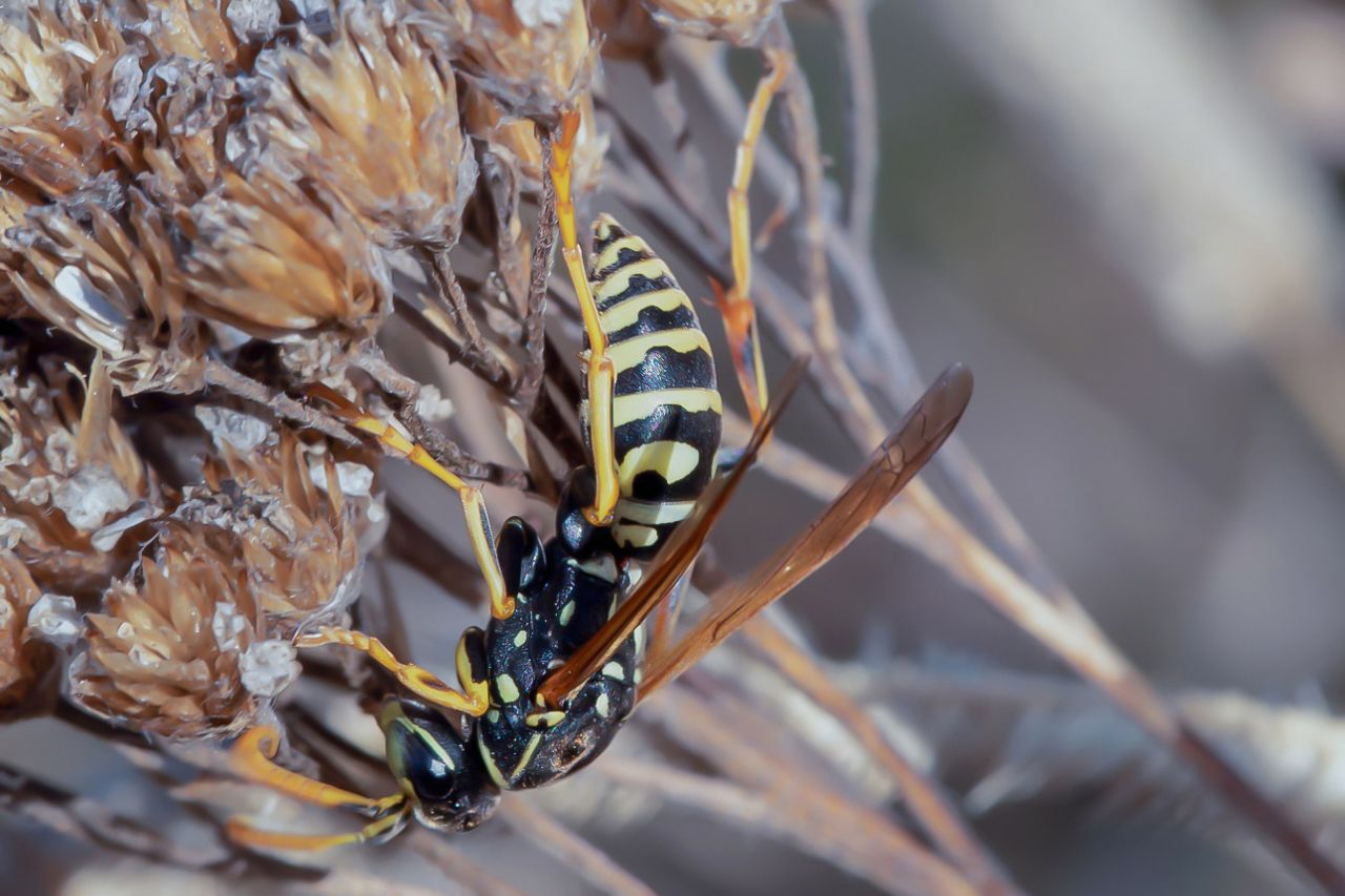Vespidae: maschio di Polistes semenowi